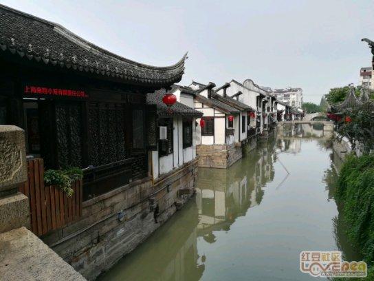 植物团叶鳞始蕨是长什么样子的？游戏画面